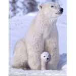 Polar Bear Studios #BEAR