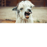 Llama Gang!!!!