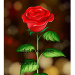 Label Bose Roses