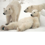 Polar Bears Of Roblox