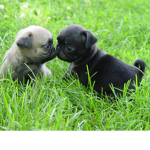 #pugforlifegroup