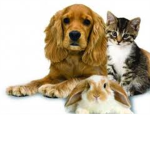 Stop Animal Abuse! (SAA)