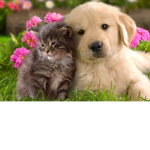 Animal group fun!!!!!!!!!
