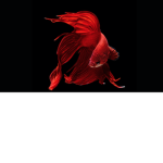 Aquarium ######## Discussion Group ######