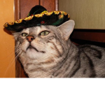 Liyome Bigassi's Taco Bay!