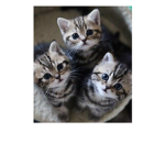 cat cat fan club
