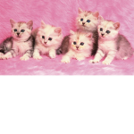 CuteKittys
