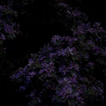 ~ nightshade valley