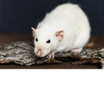 • ratty bois •
