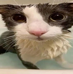 soggy cats forever