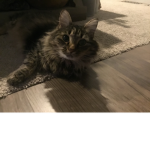 My cat named Luca
