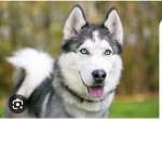 Official husky puppy group