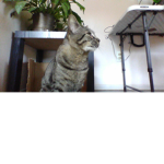 Galaxy Cat's Group