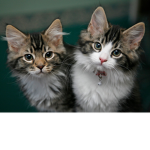 Cats are the best!!!!!!!!!
