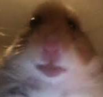 hamster men