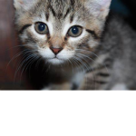 CATS - PURR MEOW