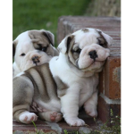 Bulldogsss