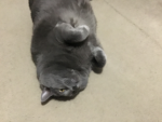 Cat lovers community