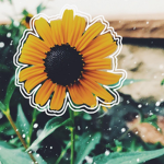 Sunflower Restaurant