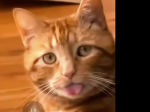 Kittens are adorable mEoW