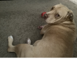 Gamer doge ye ye