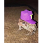 HattedFrogs
