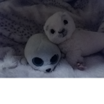 Fans of icy and finny