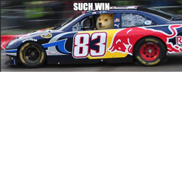 Doges' Drag Races