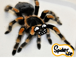 Spider life icon