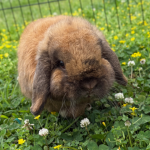 Bunny Willow Dreams