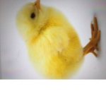 CHICKEN SQUAD or chicks