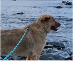 Team_dog!