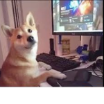 DOGE & SHARK CLAN
