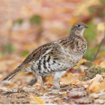 the grouse house