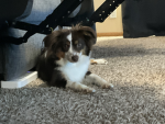 Australian shepherds!!!!