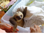 baby slothz