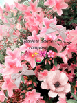 :: ! :: FLOWERS DANCE COMPANY