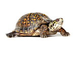 TeamTurtle fans!/Toffuu fans