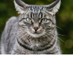 CATS WILL BE EATING RATS
