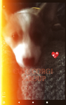 Dog corgis