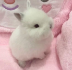 hrtbunni