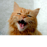 Cats Only Group for Nice Cats Only