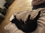 KATZEN GRUPPE 432