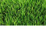 grass gr0up