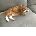 Cats are the cutest pets