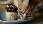 Kitty's and Cupcakes