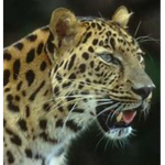 leopard club :)