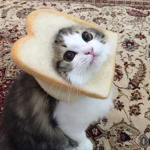 Cat S.M.P