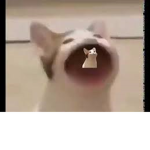 pog cat!