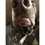 Smellfoe